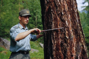 Informazioni e novità vengono illustrate nelle sessioni forestali nei singoli Comuni