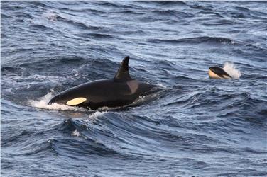 Un'orca con il suo piccolo in Norvegia (Foto: Alessandro De Maddalena)