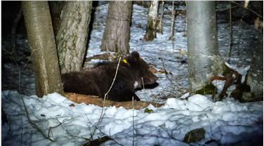 Un esemplare di orso bruno (Foto: USP/Dipartimento Foreste)