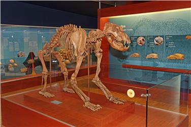 Scheletro di Ursus spalaeus conservato presso la sede del Museum Ladin Ursus ladinicus a San Cassiano