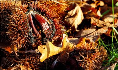 Castagne