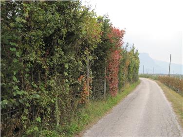 La Provincia sostiene la messa a dimora di arbusti e piante da siepe
