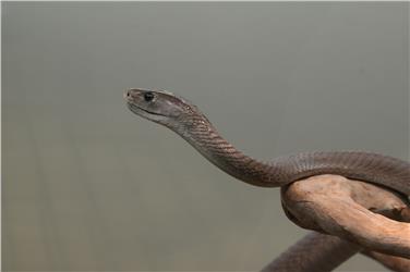 Un esemplare di mamba nero, uno dei serpenti più velenosi al mondo, ospite della mostra temporanea al Museo di Scienze Naturali dell'Alto Adige a Bolzano. (Foto: Benno Baumgarten-MuseoScienzeNaturaliAltoAdige)