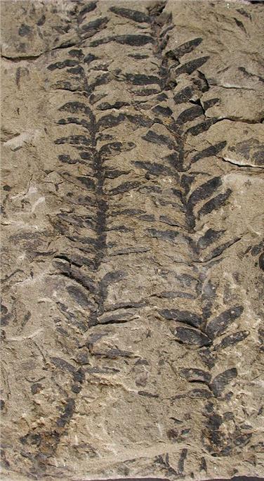 Le rocce dolomitiche conservano tracce più grave evento di estinzione di massa che si sia mai verificato sulla Terra. Ortiseia: fossile di conifera rinvenuto al Bletterbach (Foto: USP/MuseoScienzeNaturali)