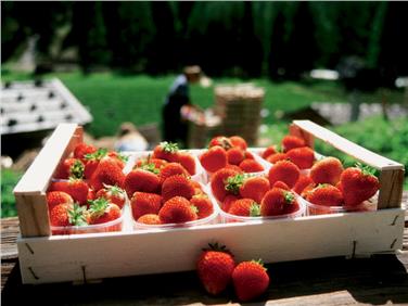 Le fragole della Val Martello, una delle specialità per quanto riguarda i piccoli frutti dell'Alto Adige