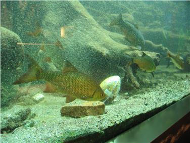 L'uovo di Pasqua nell'acquario