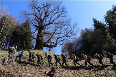 Assieme ai forestali gli alunni della scuolamedia di Sarentino raggiungono un castagno dal tronco del diametro di nove metri e mezzo (Foto: USP/M.Clara)