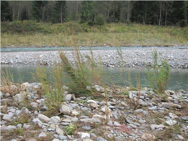 La Myricaria germanica, l'unica specie di tamerice selvatica delle Alpi Centrali. Gli interventi puntano a ricreare l'habitat adatto alla sua crescita (Foto: USP/AgenziaProtezioneCivile)