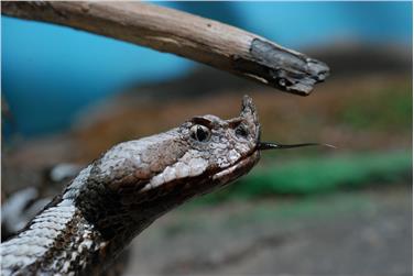 Un esemplare di vipera dal corno in mostra al Museo di scienze naturali dell'Alto Adige