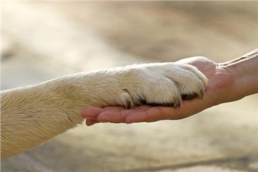 Si svolgerà presso il Centro di formazione "Lichtenburg" di Nalles il corso “Introduzione agli interventi assistiti con gli animali”