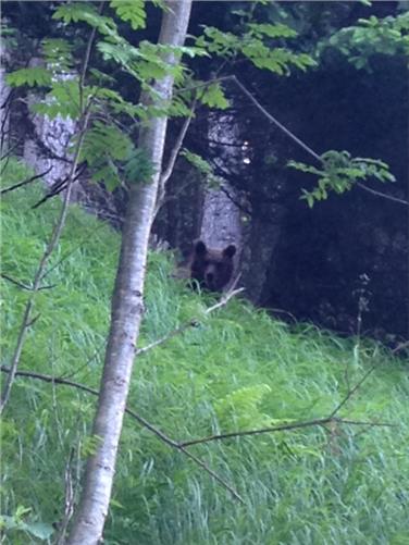 Serata informativa sulla convivenza uomo-orso il 13 aprile a Burgusio: nella foto l'orso, connotato dal numero identificativo M32 (Foto: USP/Uff.Caccia e Pesca)