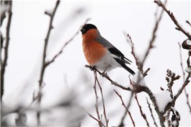 Escursione di birdwatching col Museo di Scienze Naturali