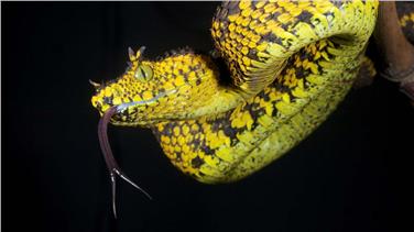 Immagine di un  esemplare di serpente esposto nella mostra temporanea presso il Museo di Scienze