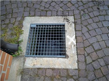 La temperatura mite favorisce le prime larve della zanzara tigre in tombini e pozzetti (Foto Laboratorio biologico provinciale)