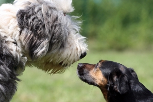 Via libera ai nuovi criteri per la tutela animali