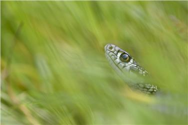 Anche il biacco tra i serpenti in mostra a Dobbiaco (Foto: Tetraon/Francesco Grazioli)