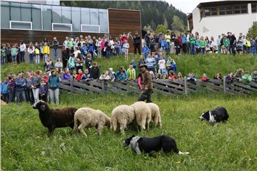 Due cani di razza Border Collie "gestiscono" il gregge di pecore assieme al pastore