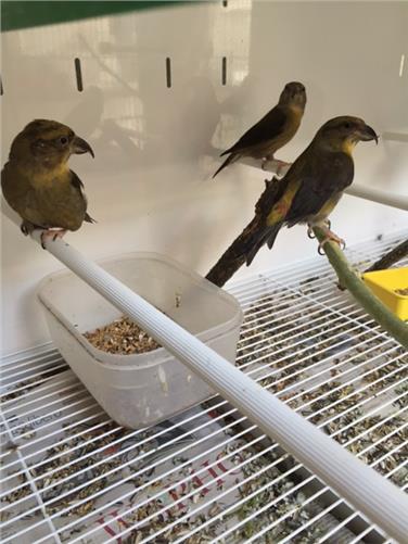 Alcuni degli esemplari detenuti illegamente e che ora sono stati consegnati al Centro recupero avifauna di Bolzano