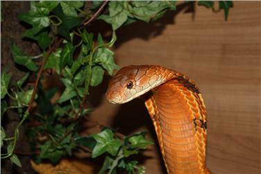 Un esemplare di cobra reale