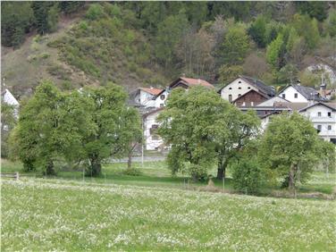 Le antiche piante di pere pala a Montechiaro, frazione di Prato allo Stelvio, diventeranno monumento naturale