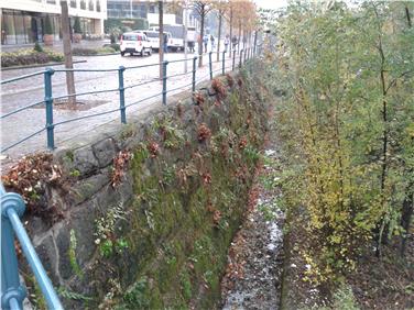 La vegetazione ripariale prima dei lavori coordinati dall'Ufficio sistemazione bacini montani ovest