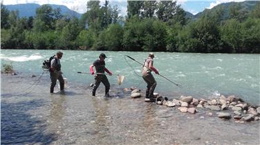 Gli operatori dell'Ufficio caccia e pesca nel corso della rilevazione lungo l'Adige