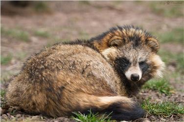 Un esemplare di cane procione: quello di Gargazzone è stato il secondo rilevamento di sempre di questa specie in Italia