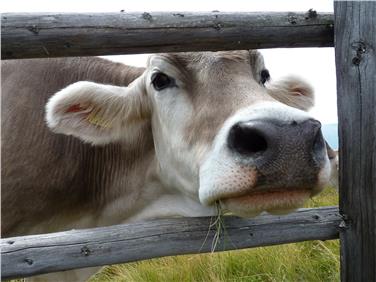 Anche le movimentazioni degli animali da reddito dovranno essere comunicate solo in via digitale