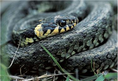 Un esemplare di vipera