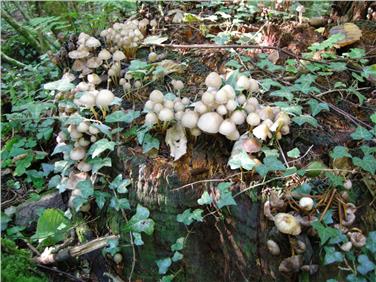 Conoscere i funghi in Val d’Ultimo con il Museo di Scienze Naturali