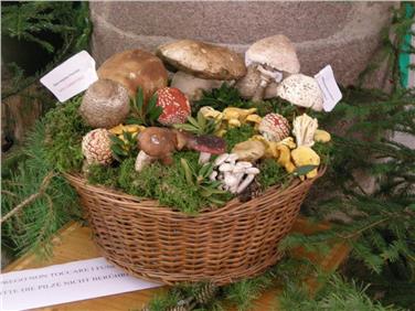Mostra micologica al Museo di scienze dal 29 settembre al 3 ottobre
