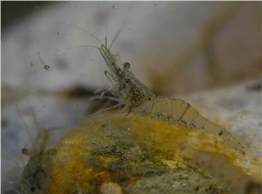 Il gamberetto d'acqua dolce europeo (Palaemonetes antennarius) compare per la prima volta in Alto Adige Foto: Simon Schwienbacher