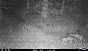 Il 16 agosto le foto trappole della Forestale hanno immortalato due lupi al confine tra Trentino e Alto Adige. Foto Erwin Moncher, Archivio Servizio Foreste e fauna PAT