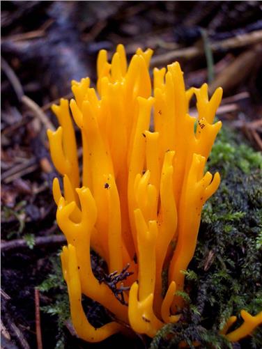 Calocera viscosa - Foto: Claudio Rossi