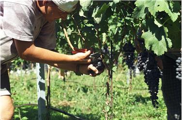 Il bel tempo autunnale offre le migliori condizioni per la vendemmia