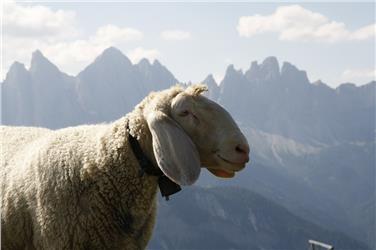 Gli ovini sono gli animali più colpiti dalla malattia della lingua blu
