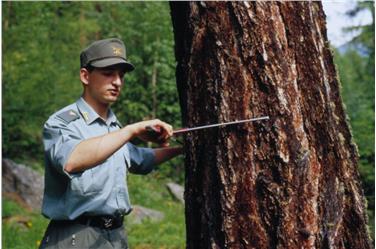 Partono il 7 novembre le sessioni forestali nei Comuni della giurisdizione dell'Ispettorato forestale di Merano (Foto: Ripartizione Foreste)