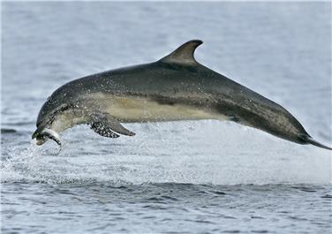 Un delfino (FOTO: Charlie Phillips)