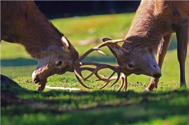 Via libera al piano di gestione del parco nazionale dello Stelvio (Foto: USP/Ripartizione musei/Vincenzo Mantegani)