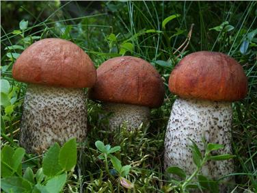 Leccinum piceinum