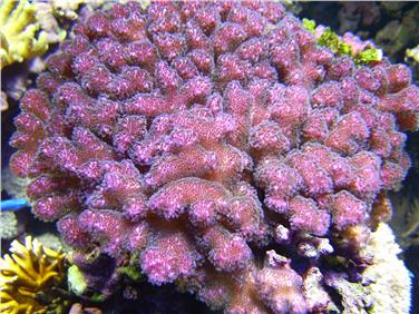 Un esemplare di Pocillopora verrucosa