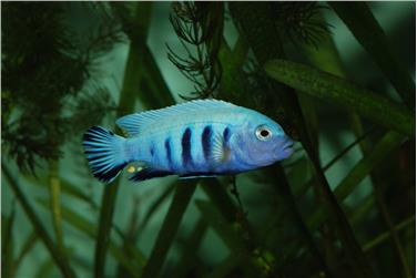 Come allestire un piccolo acquario domestico? Lo spiega ai bambini l’ultimo incontro del ciclo “Kidscience” proposto il 12 novembre al Museo di Scienze