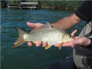 In seguito alla moria di carpe, qui un esemplare, verificatasi nell’agosto 2016 nel Lago di Caldaro, in vigore da subito misure preventive per limitare diffusione del virus in altri pesci (Foto: Ufficio Caccia e Pesca)