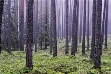 Nell’ambito delle sessioni vengono presentate le novità nel settore boschivo e dell'alpeggio, concordati i programmi annuali con altre amministrazioni e concesse autorizzazioni  (Foto: USP/Ufficio Amministrazione forestale/Paul Zipperle)