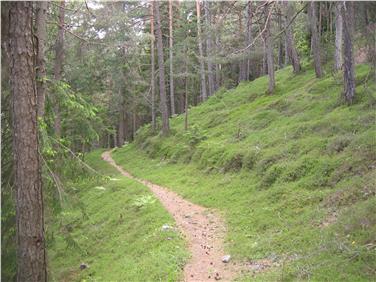 Si svolgeranno tra il 10 e il 31 gennaio le sessioni forestali riferite al 2017 nei Comuni della giurisdizione dell’Ispettorato forestale di Bolzano II (Foto: USP/Ufficio Amministrazione Forestale/Paul Zipperle)