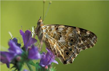 Sabato 3 dicembre il Museo di Scienze Naturali dell’Alto Adige propone una visita guidata in lingua italiana per famiglie all’attuale mostra sulle farfalle
