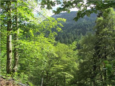 Alle sessioni forestali vengono presentate le novità nel settore boschivo e dell'alpeggio, concordati i programmi annuali e concesse autorizzazioni  (Foto: USP/Ufficio Amministrazione forestale/Paul Zipperle)