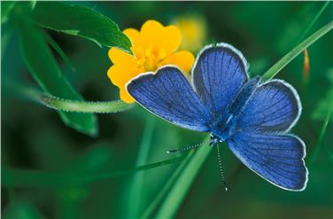 Il workshop per bambini sulle farfalle si svolgerà sabato 17 dicembre al Museo di scienze