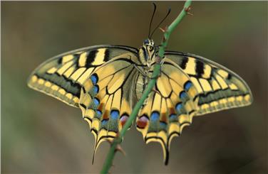 Un esemplare di Macaone (Papilio machaon)