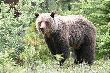 Nuovi criteri per i risarcimenti a seguito dei danni arrecati dalla fauna selvatica